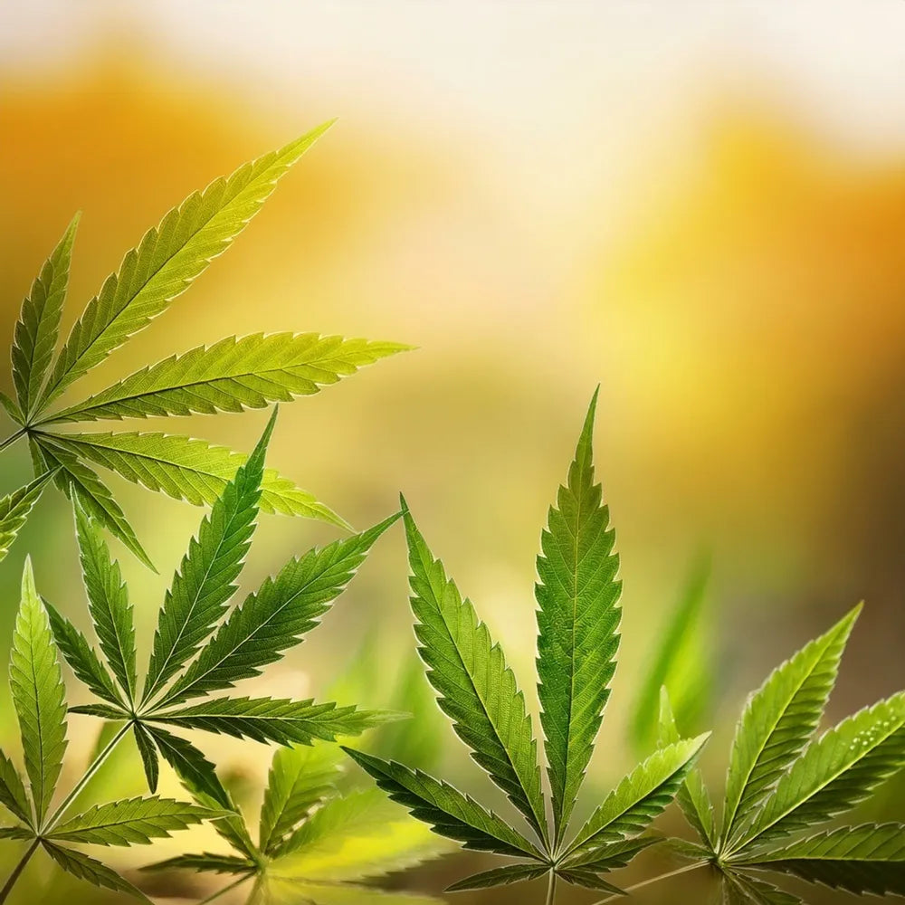 What Is CBDv?  The rare Cannabinoid with great potential