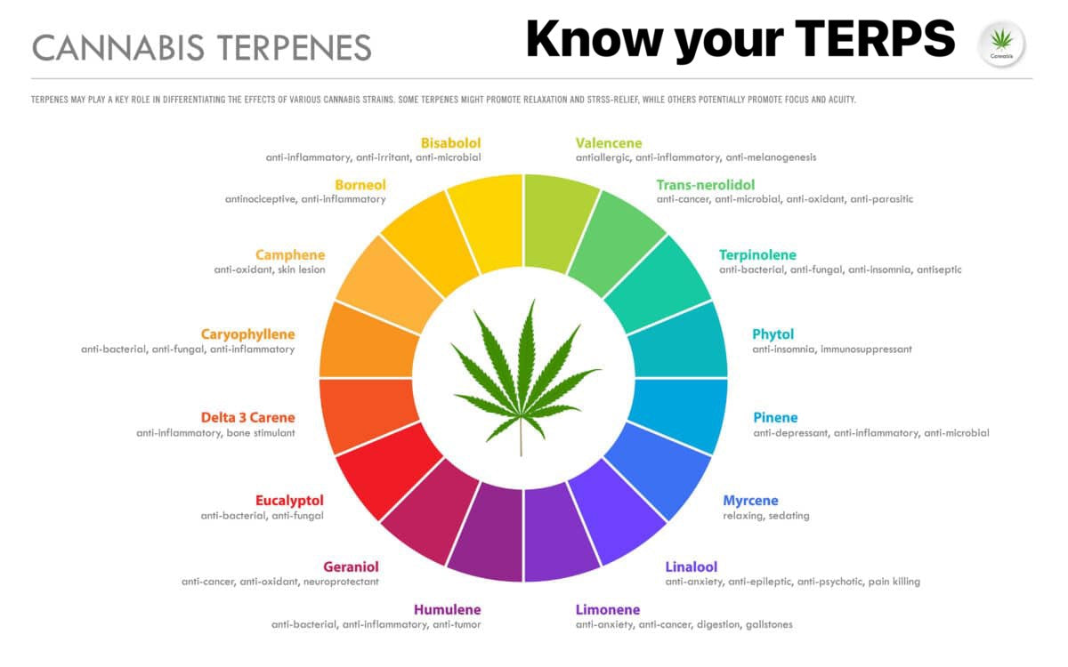 cannabis terpenes detailing pain management, mood enhancement, and systemic wellness support. Golden Gardens