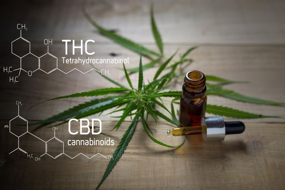 The Entourage Effect: THCv & Cannabinoids may curb appetite?