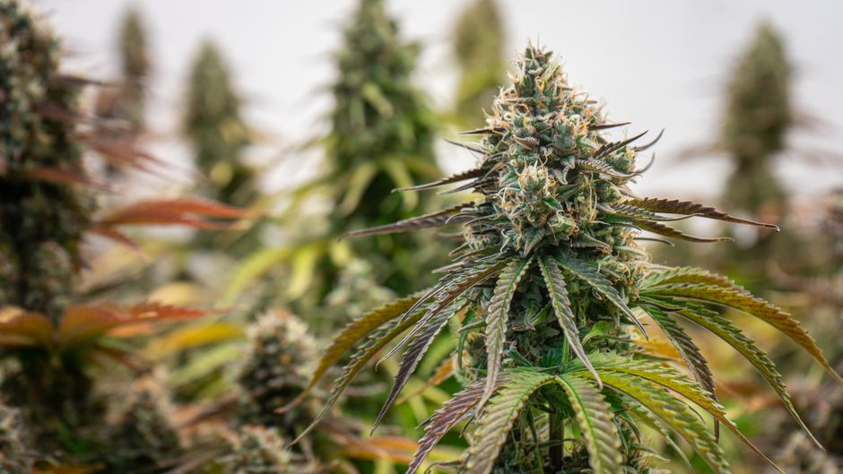 THCa Flower Near Me vs Online: Which Has Better Quality in 2026?
