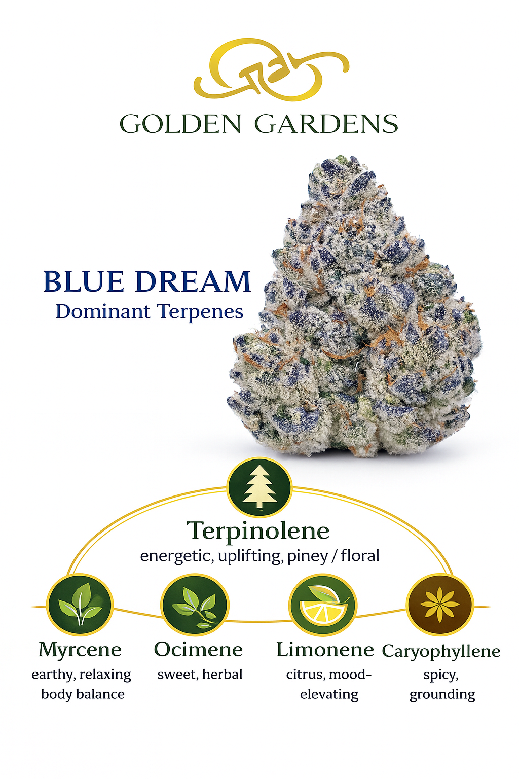 Blue Dream cannabis bud with dominant terpenes on a white background, featuring Golden Gardens branding.
