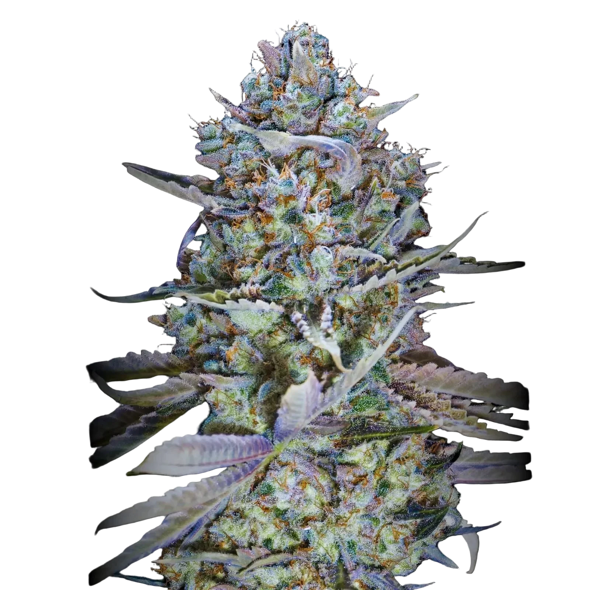 Blue Dream THCa Flower | Premium Sativa-Dominant Flower | Golden Gardens