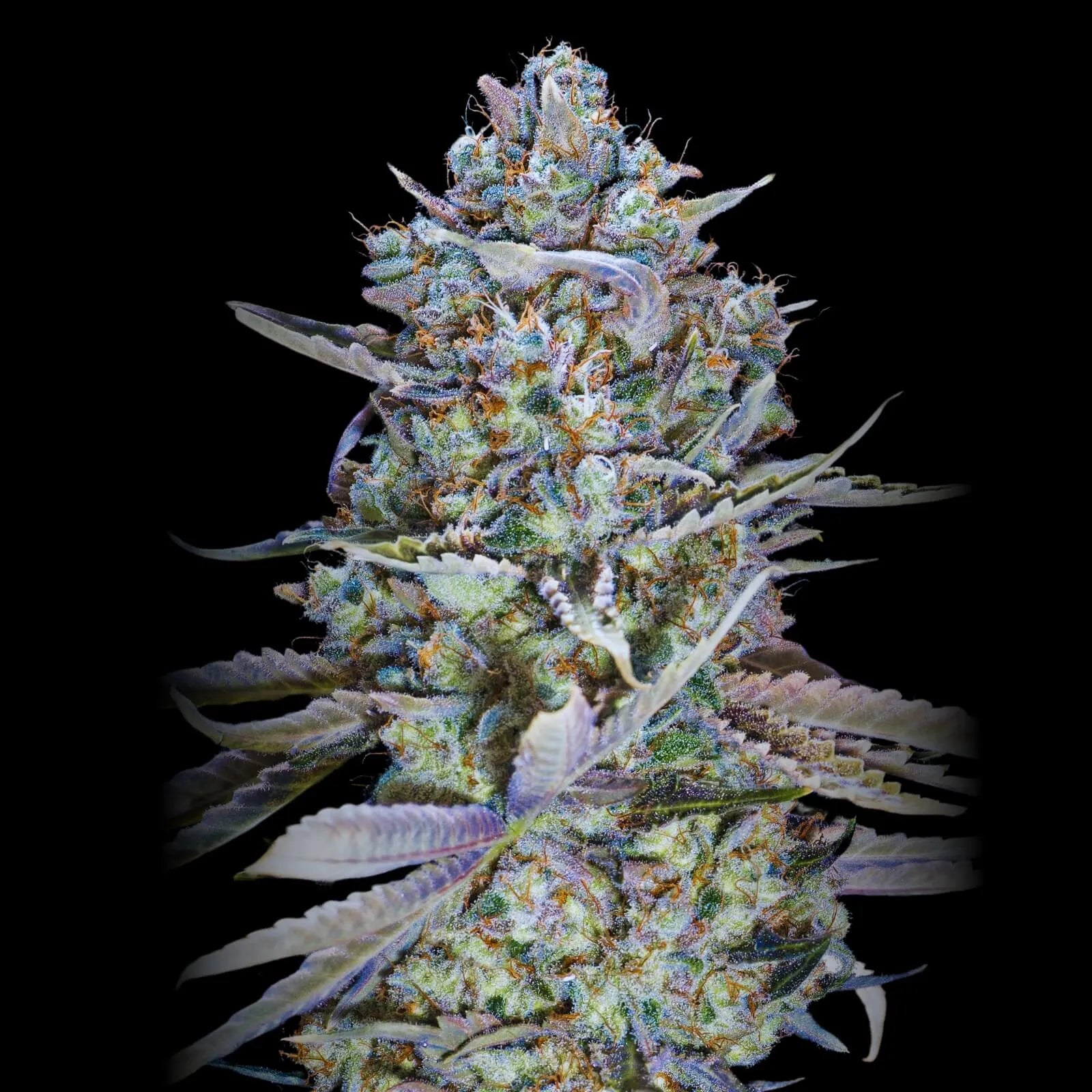 Blue Dream Flower_jpg