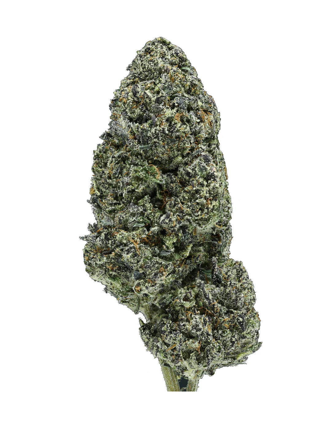 Close-up of a Bubblegum Gelato cannabis bud on a white background