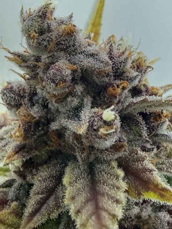 Bubblegum Gelato THCa Flower | Premium Hybrid Hemp Flower | Golden Gardens