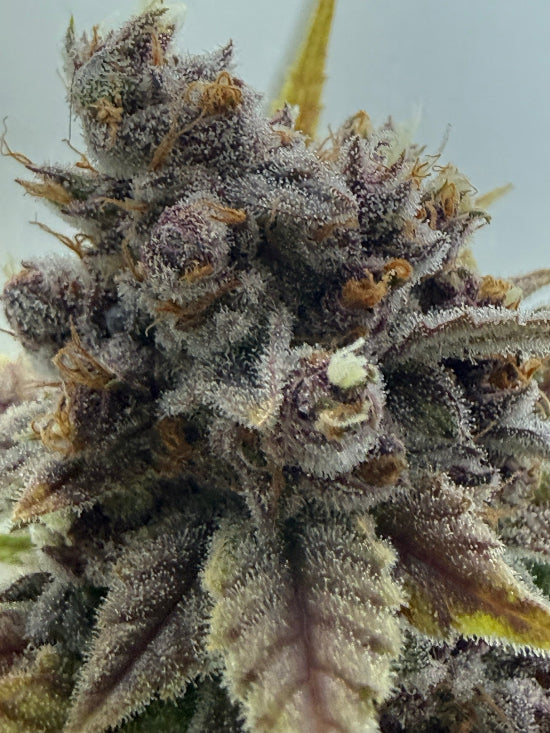 Close-up of a frosted Bubblegum Gelato cannabis plant bud with frosty texture on a plain background