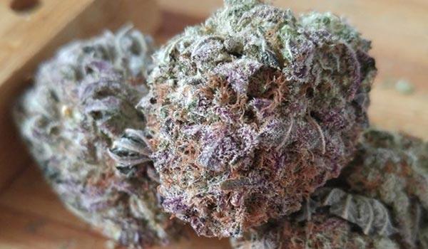 Close-up of Cotton Candy strain dense purple and green cannabis bud with trichomes