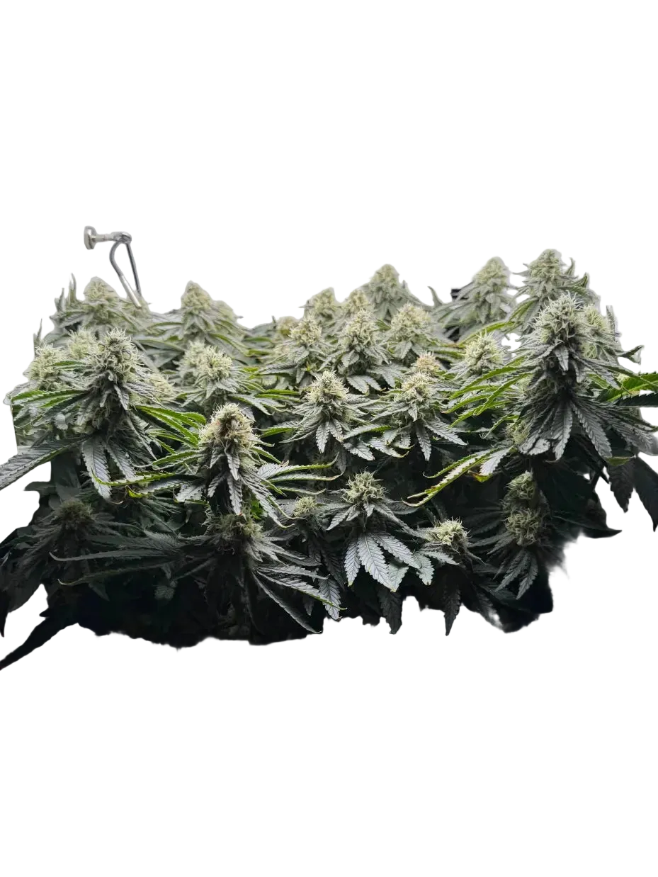 Cotton Candy strain cannabis plant in flowering stage under LED grow light indoors