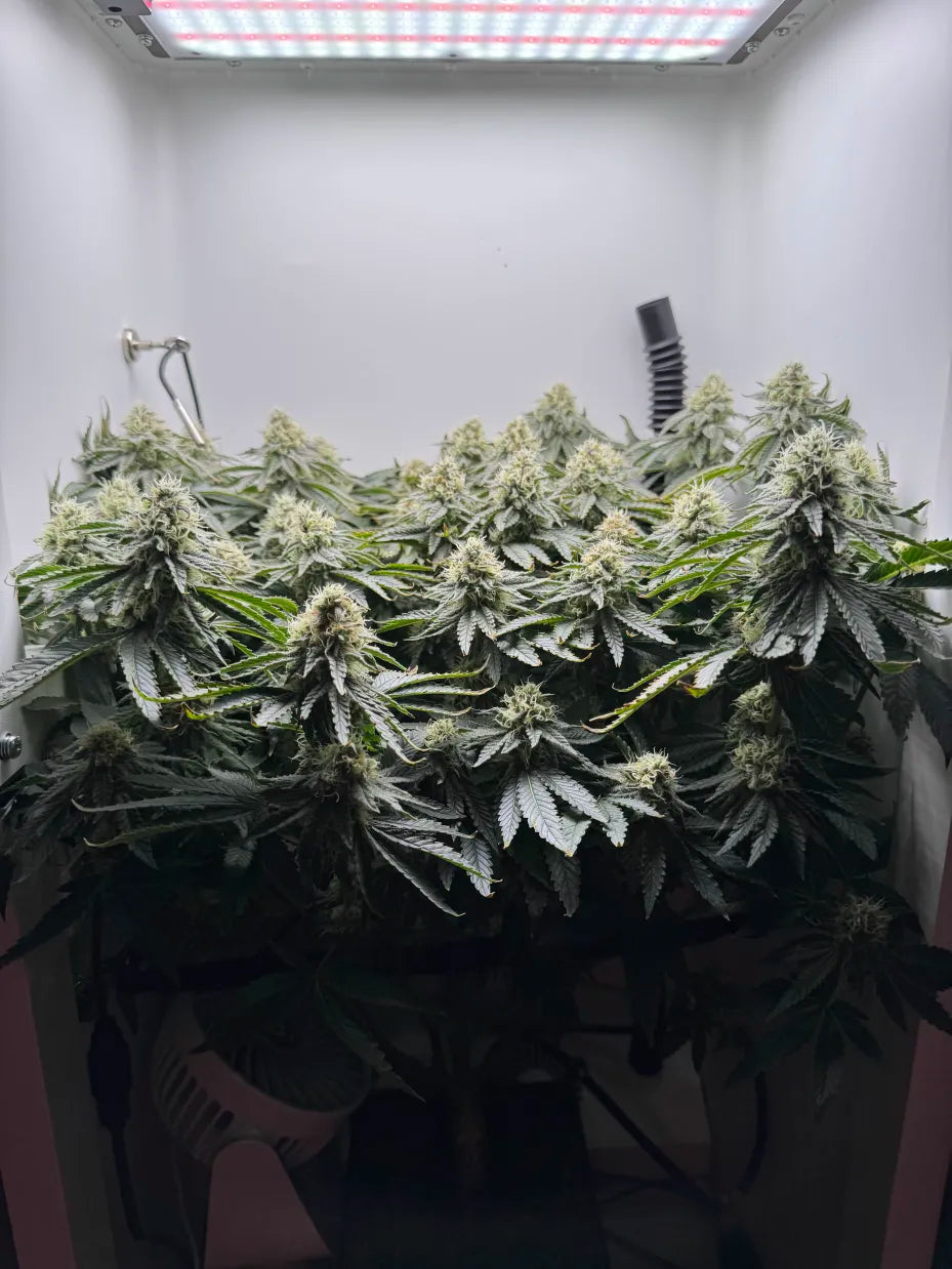 Cotton Candy THC Flower - Indica