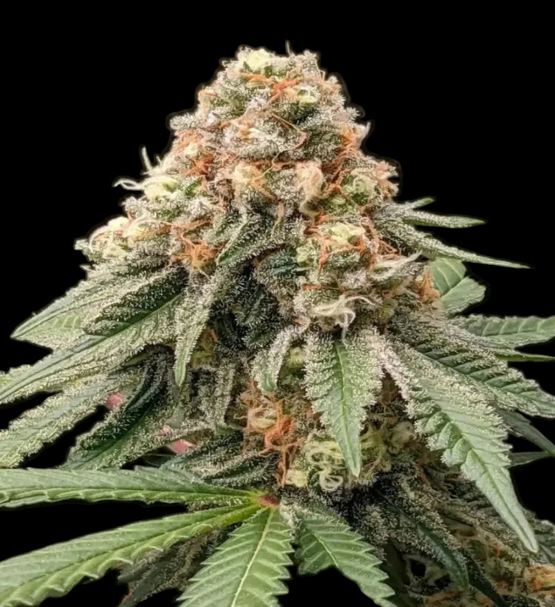 Close-up of Cotton Candy THCa cannabis plant with frosted bud and sugar leaves with visible trichomes.