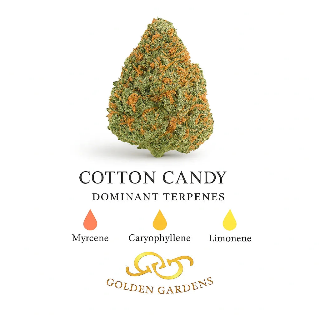 Cotton Candy cannabis bud with infographic showing dominant terpenes myrcene, caryophyllene, limonene.