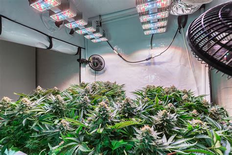 Grown cannabis plants under LED grow lights in a controlled indoor environment.
