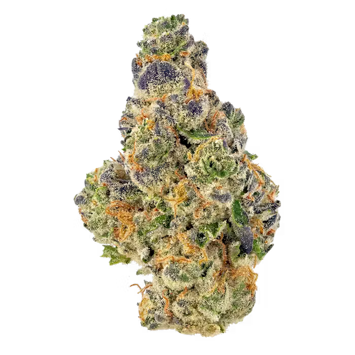 Close-up of a Gumbo cannabis bud with green, orange, and purple colors on a white background