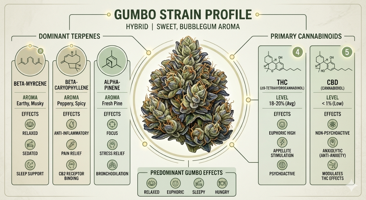 Gumbo strain profile infographic with cannabis plant illustration