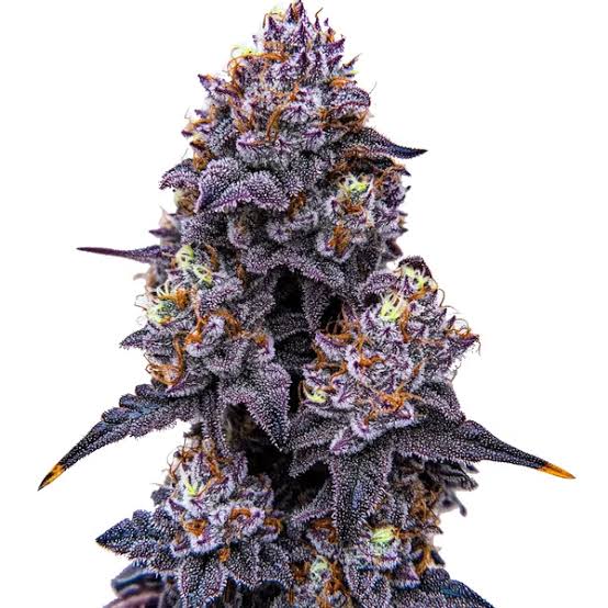 A close-up of a dense Lemon Cherry gelato cannabis bud with dark purple, black, and orange-brown tones, covered in fine frosty white hairs, isolated on a white background.