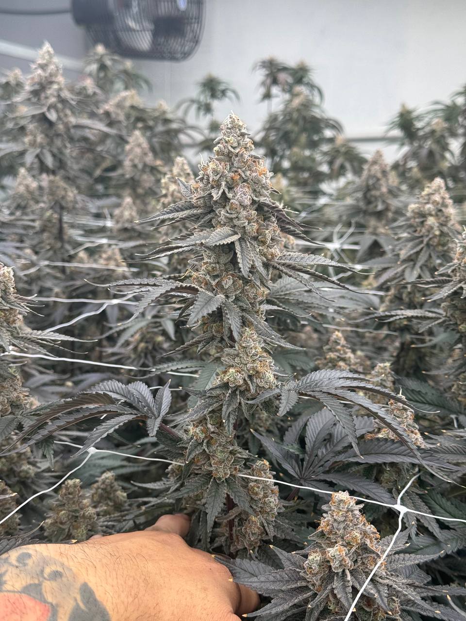 Wholesale Exotic Flower THCa | Indoor Flower Wholesale | Golden Gardens