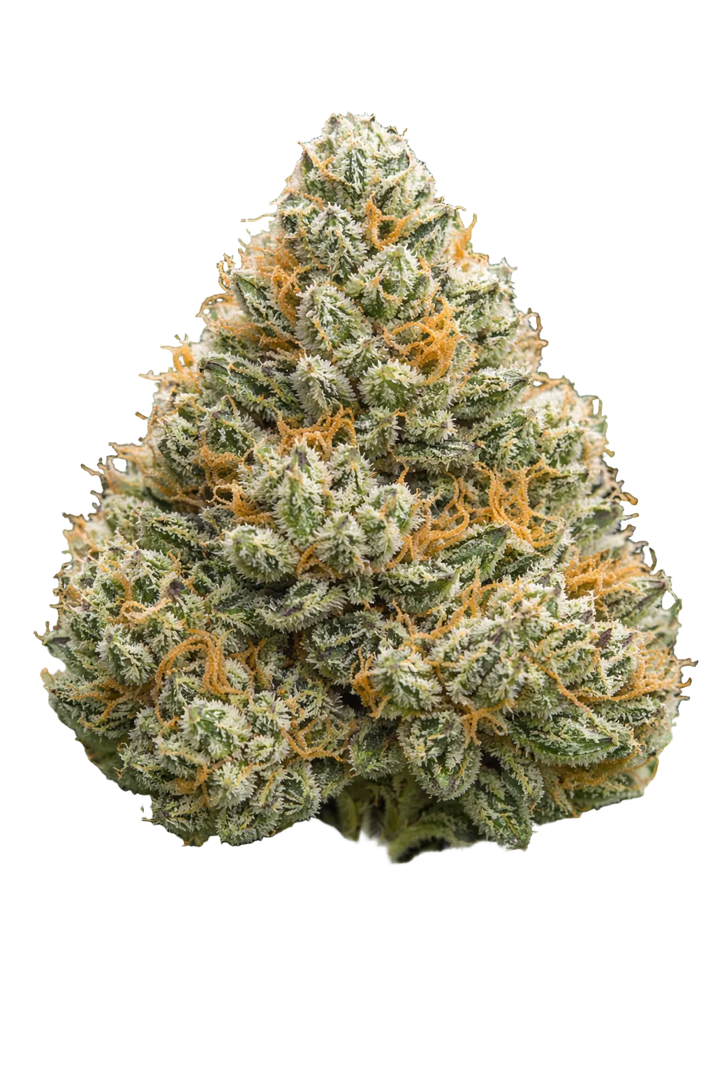 Close-up of a cannabis Lemon Cherry Gelato THCa flower with dense buds and green leaves.