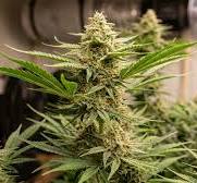 Close-up of a Pineapple_Expresscannabis plant with green leaves and a large flowering bud covered in white trichomes, set against a dark background.