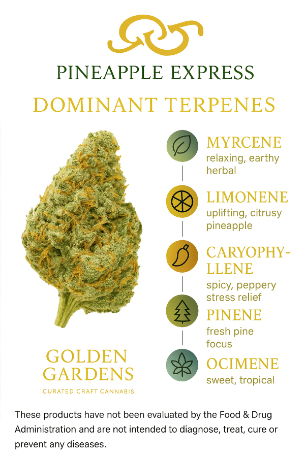 Infographic about Pineapple Express cannabis strain with terpene information and Golden Gardens branding.