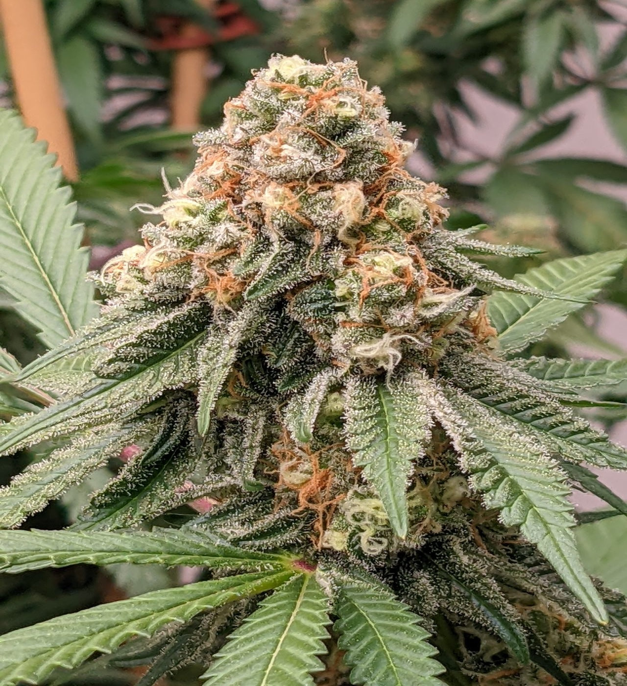 Close-up of Pineapple Express cannabis plant with frosted leaves and visible trichomes.