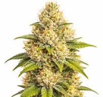 Pineapple Express THCa Flower | Premium Sativa-Hemp Flower | Golden Gardens
