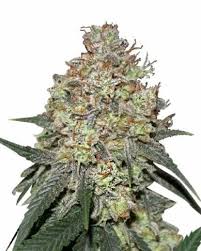 Wholesale Exotic Flower THCa | Indoor Flower Wholesale | Golden Gardens