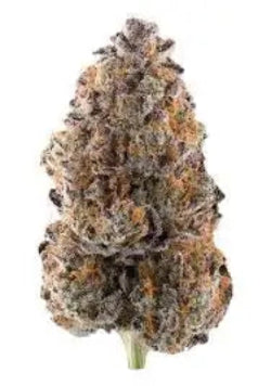 Super boof cannabis bud, frosted on the white background