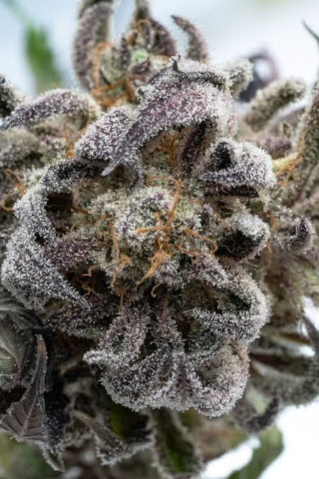 Close-up of a frosty Super boof cannabis bud covered in white trichome crystals, with purplish-brown leaves and orange-tan flower stamens against a pale blurred background.Super boof