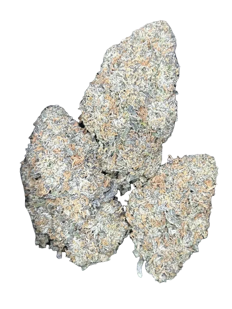 Three Buds of Uncle Snoop THCa flower held by a gloved hand