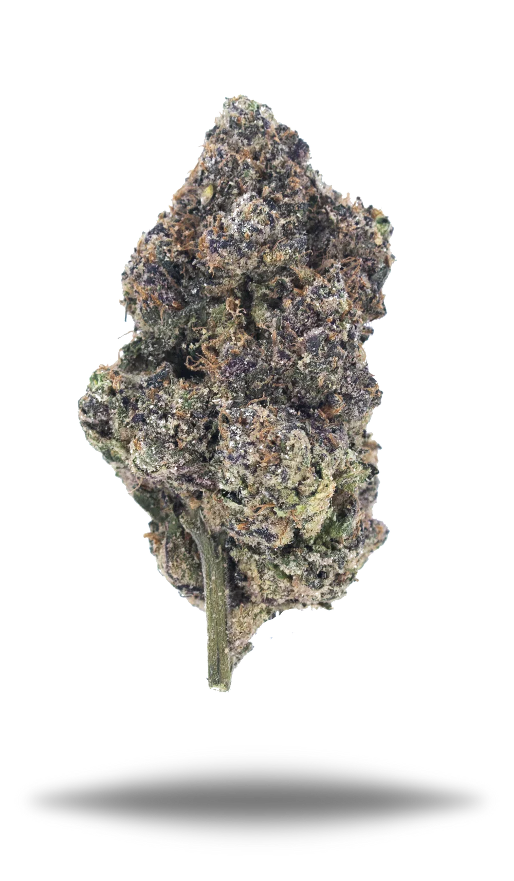 Close-up of frosty THCa hemp flower bud with purple and green hues on white background