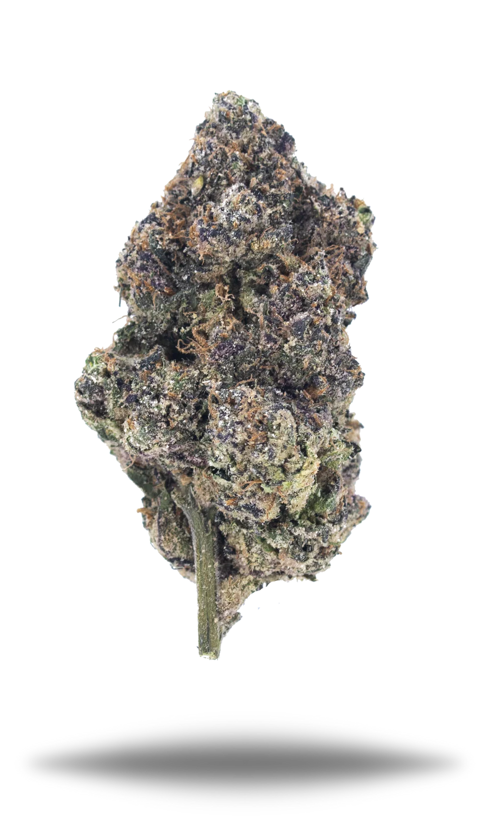 Close-up of Uncle Snoop cannabis bud on a white background Uncle_Snoop_THCa_Flower