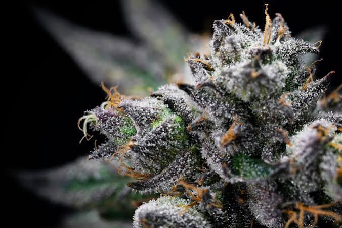 Super Boof Reserve: Feel Great" Elevation &amp; "Tension Melting" Relaxation