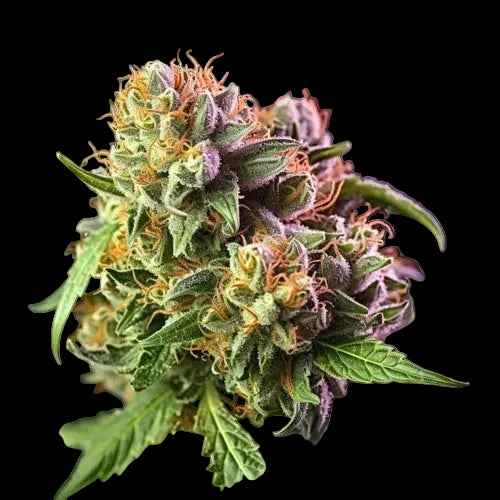 Relaxing Gumbo THCa Flower | Indica THCa Flower | Golden Gardens