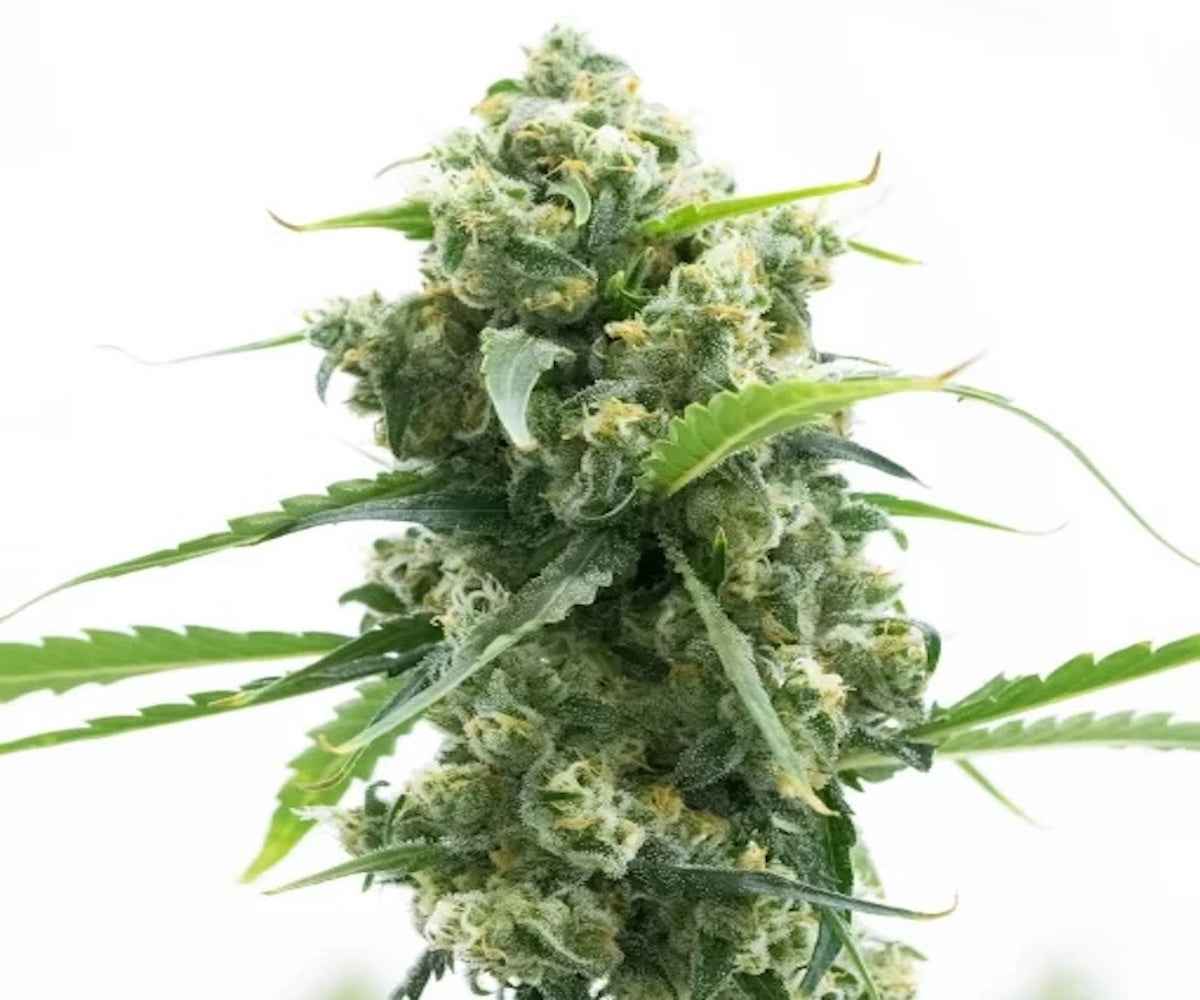 Sour Diesel THCa Flower | Premium Sativa-Dominant Hemp Flower | Golden Gardens