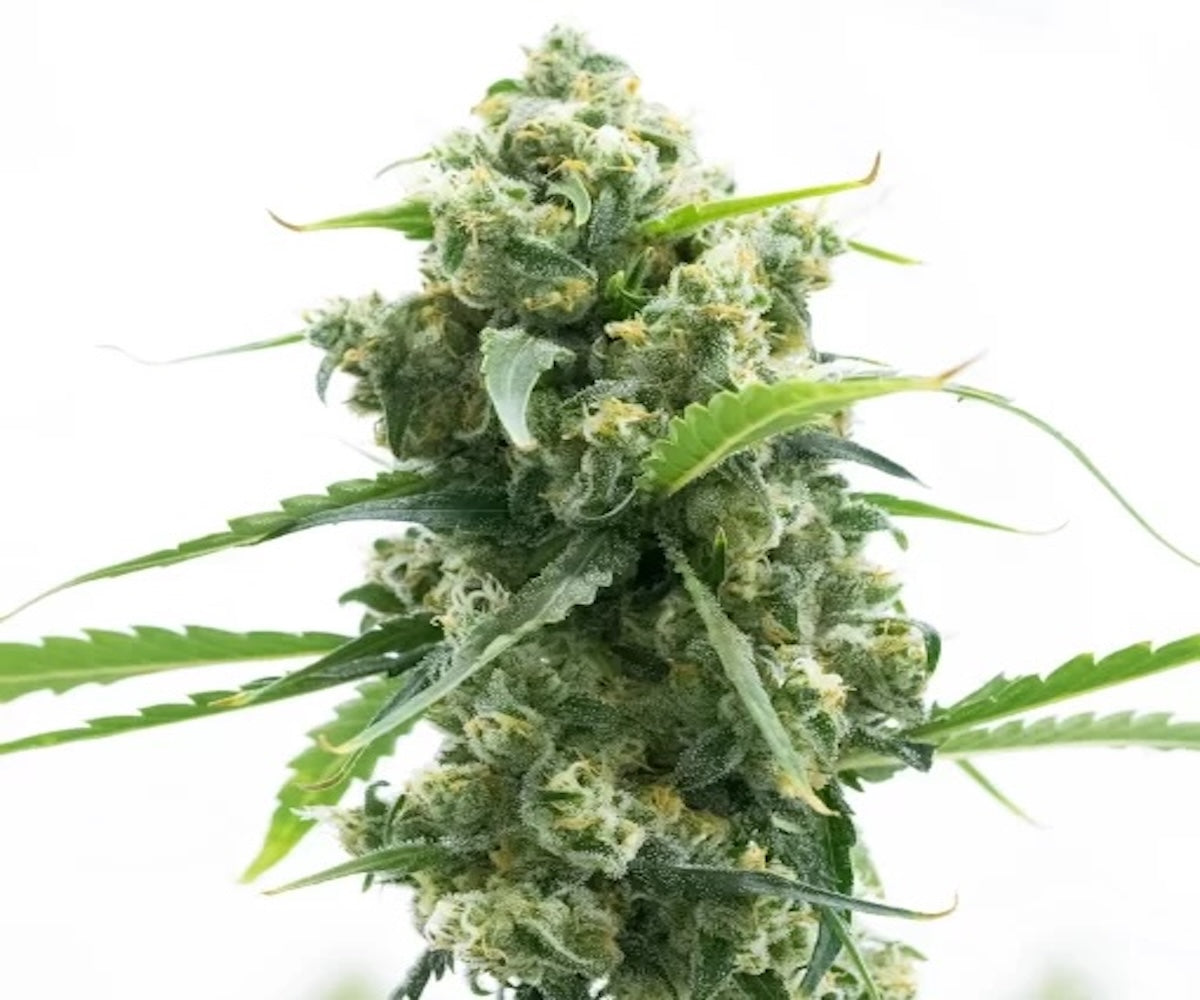 lemon diesel cannabis plant with green leaves 