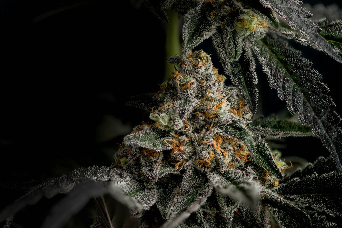 Close-up of frosty trichomes on indica THCa flower
