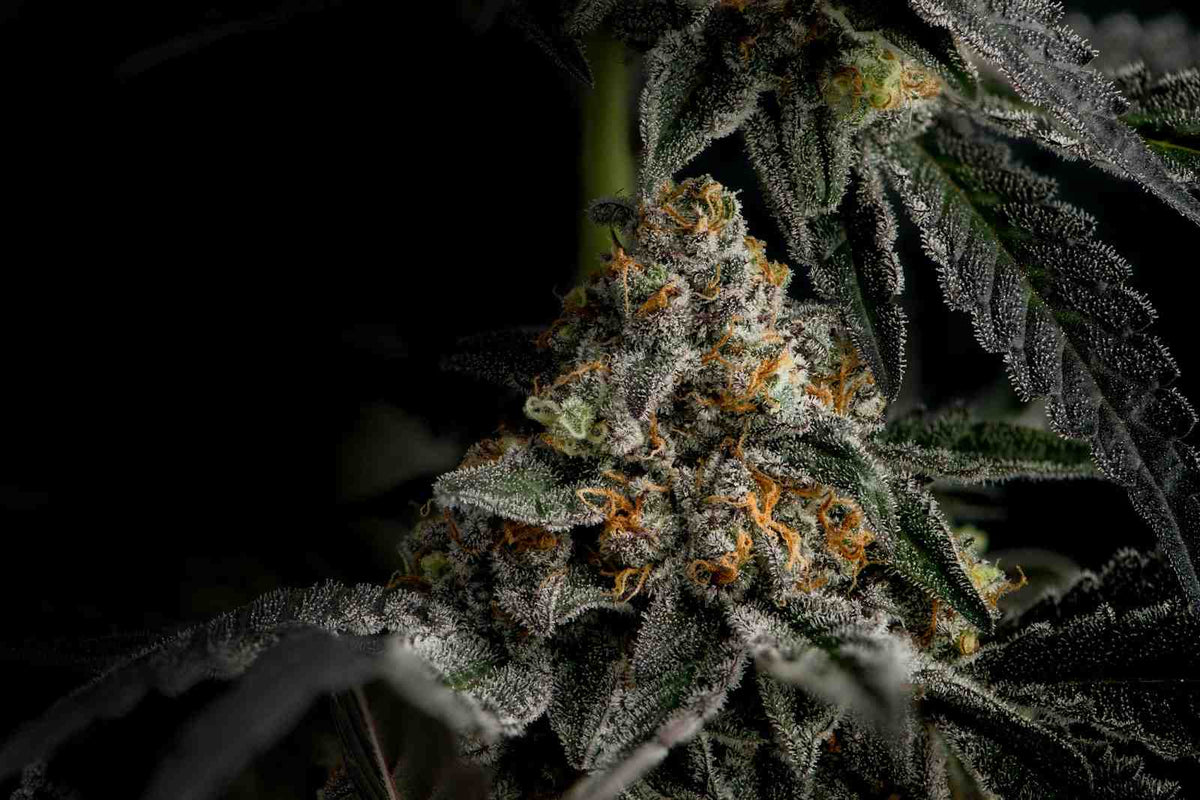 Kosher Kush THCa Flower | Award-Winning Indica-Dominant Hemp Flower | Golden Gardens