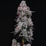 The gelato family video lemon cherry gelato, G 33 or Larry Byrd, gelato 45, mochi gelato, açai, berry gelato, lineage, terpenes, and cannabinoids