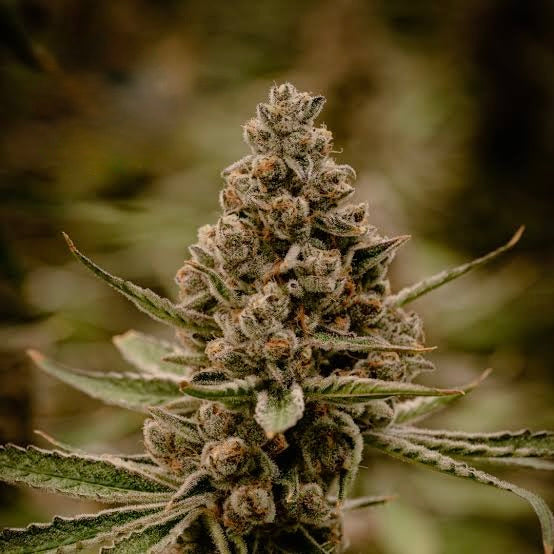 Renegades of Funk Super Boof Hybrid Organic Small batch