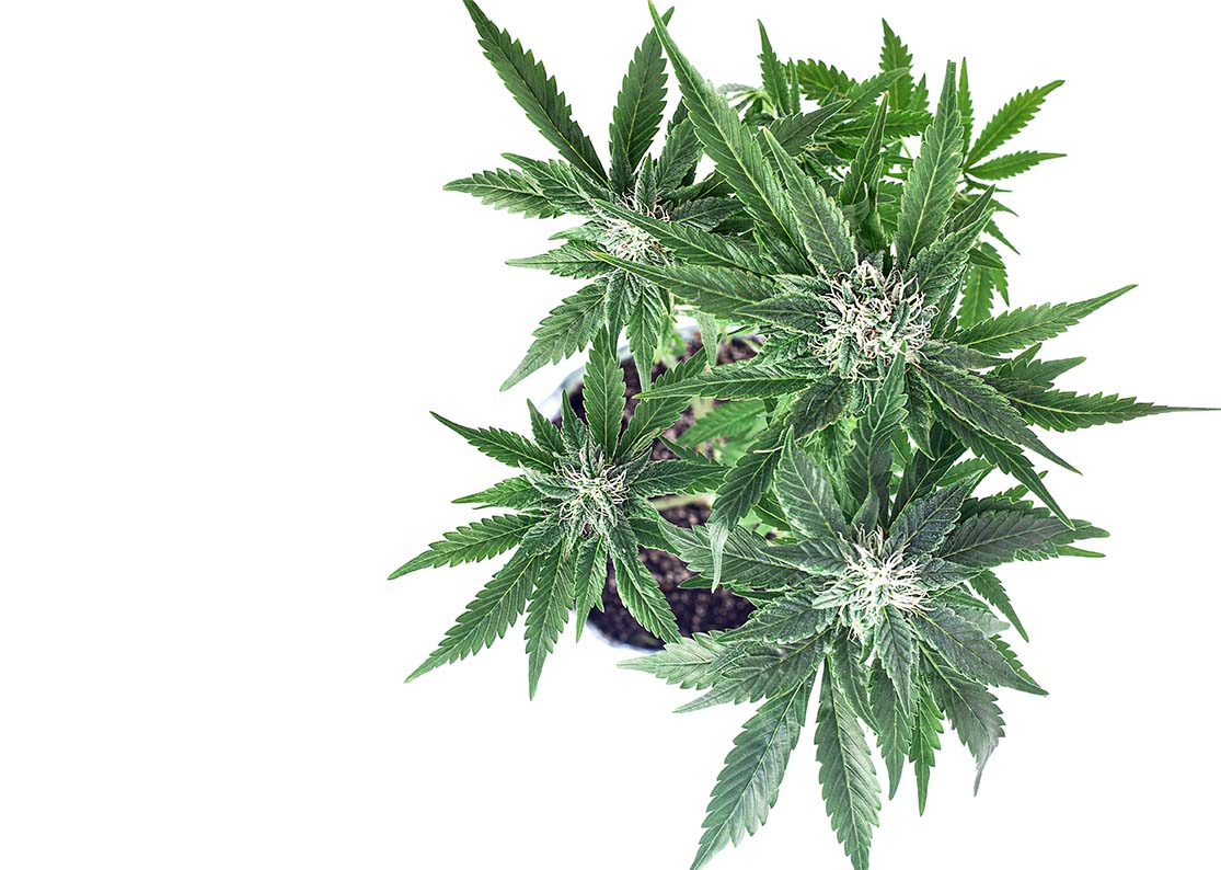 What Is the Humulene Terpene?