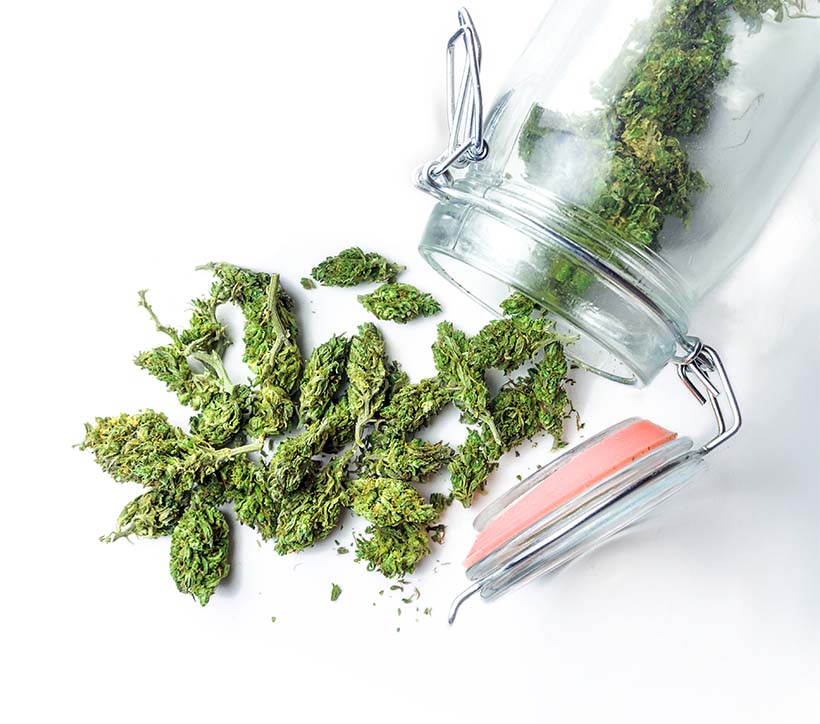 What Is the Terpinolene Terpene?